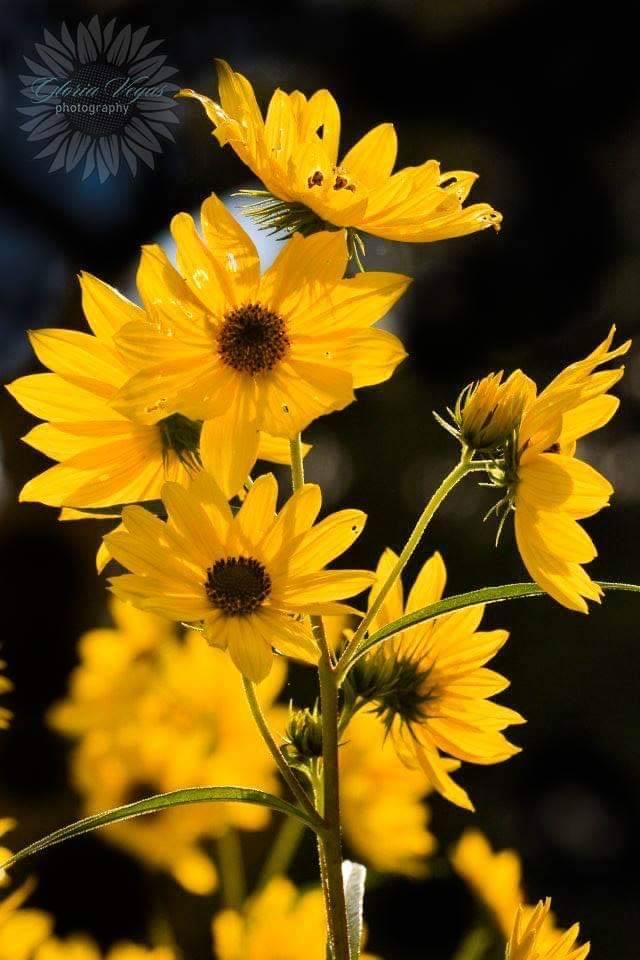 Golden sunflowers illuminated against a dark background