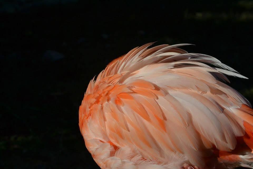 A close study of layered coral and pale pink flamingo feathers