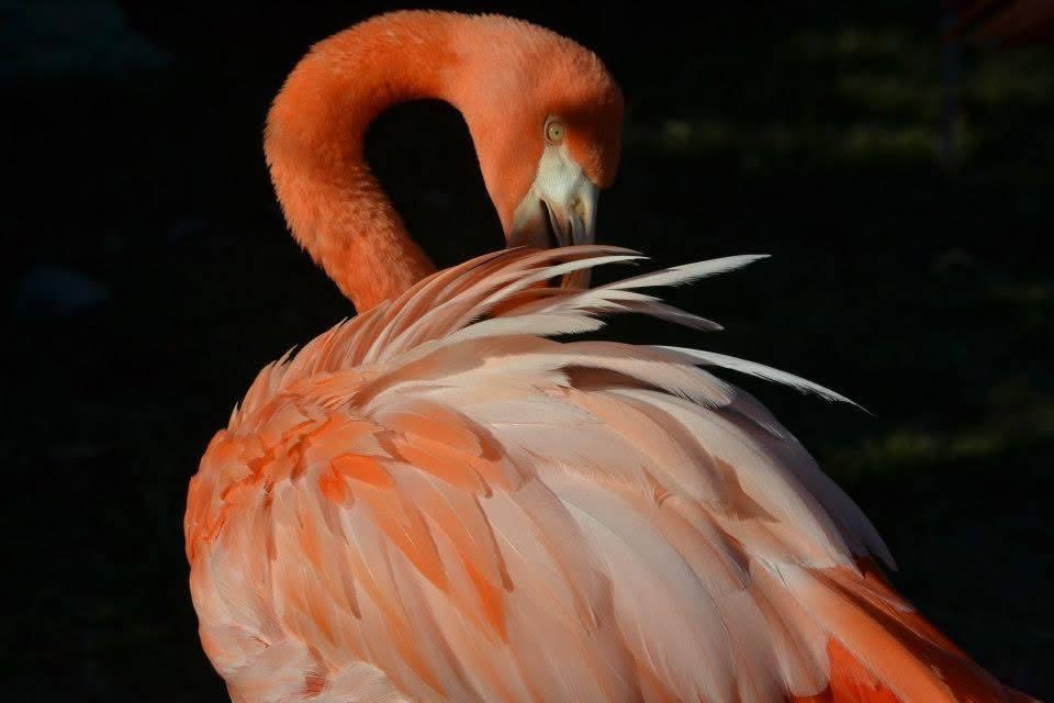 A flamingo preening its layered coral feathers against a dark background