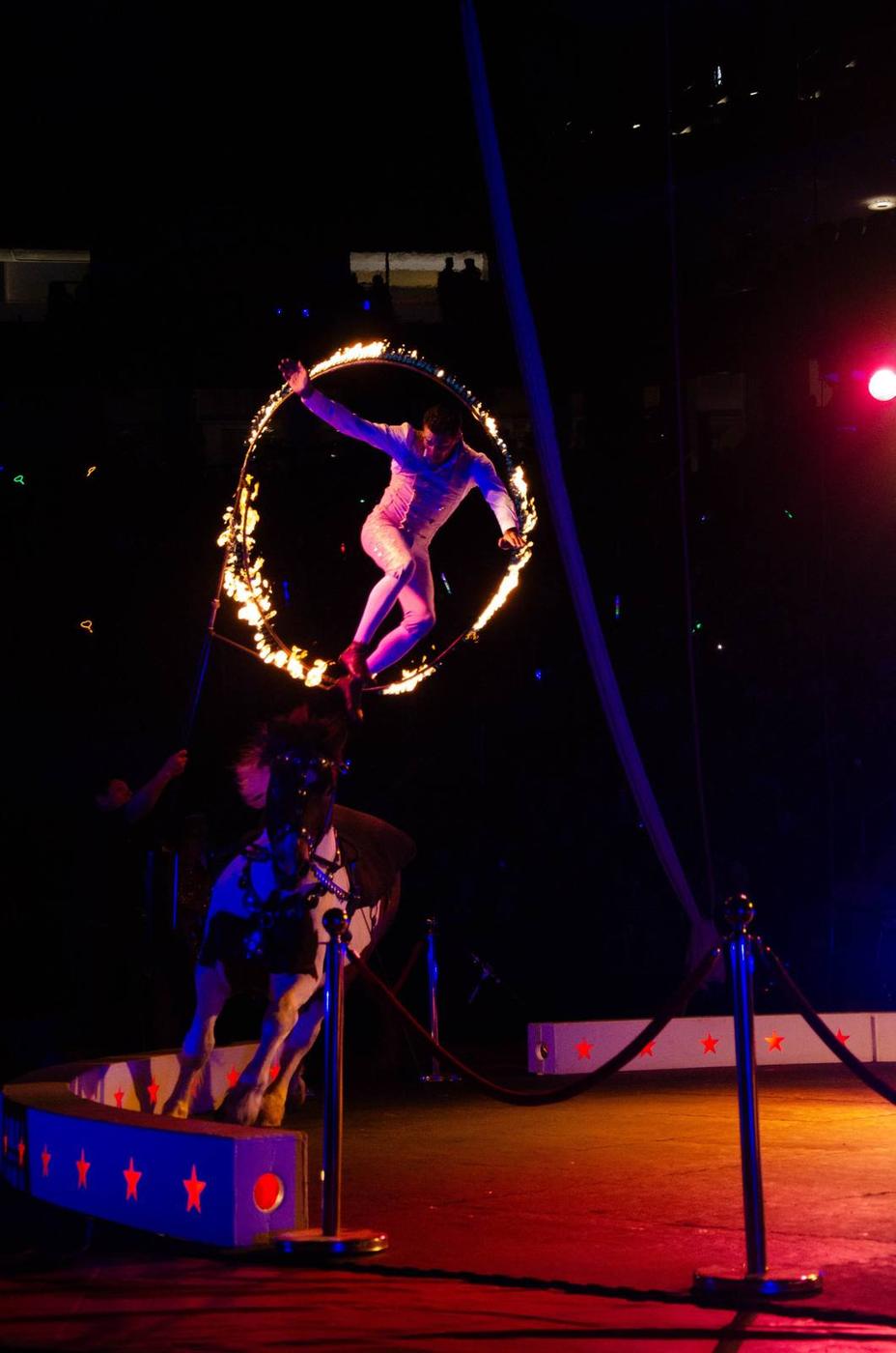 A circus horse performing beside a glowing fire hoop