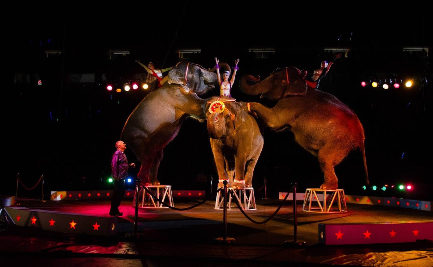 Three circus elephants performing together in the ring