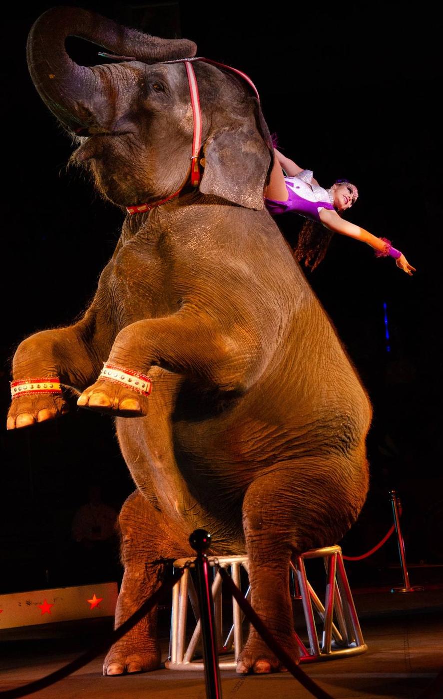 A circus performer standing atop an elephant under theatrical lights