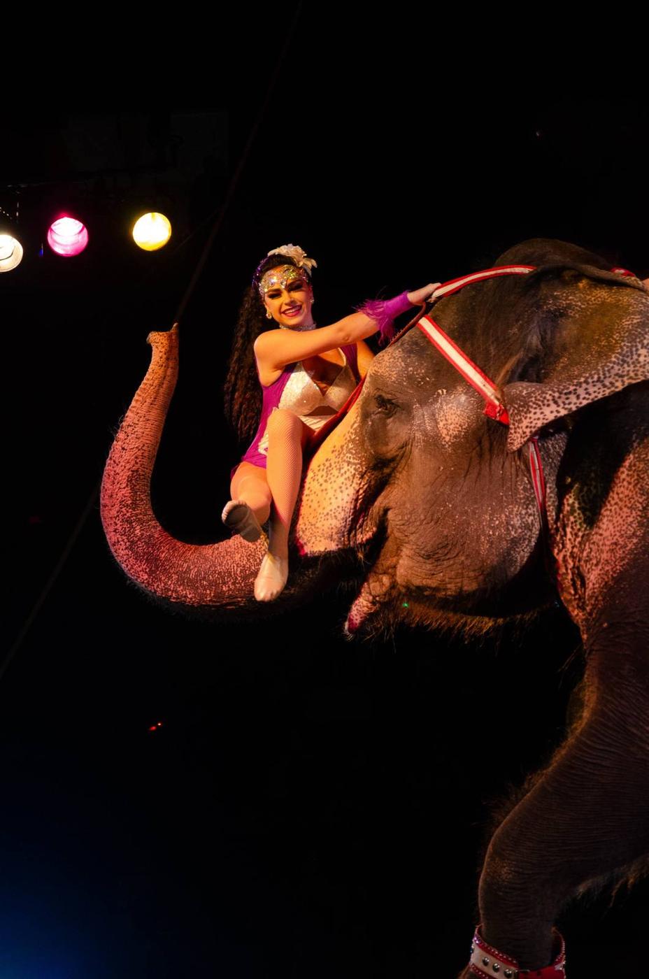 A circus elephant wearing a jeweled star headpiece