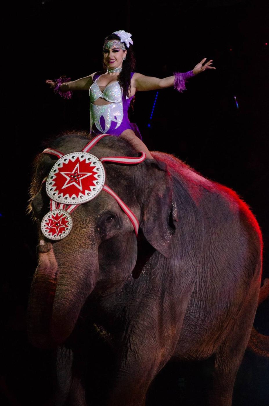 Three elephants carrying costumed riders through the circus ring